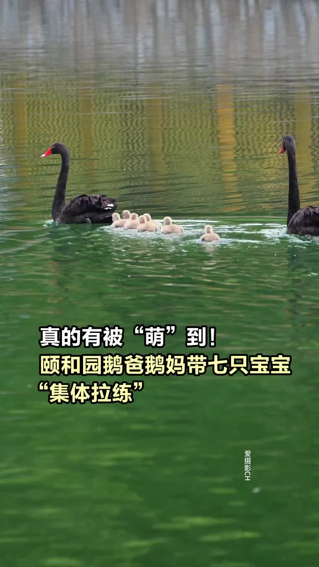 真的有被“萌”到！颐和园鹅爸鹅妈带七只宝宝“集体拉练”