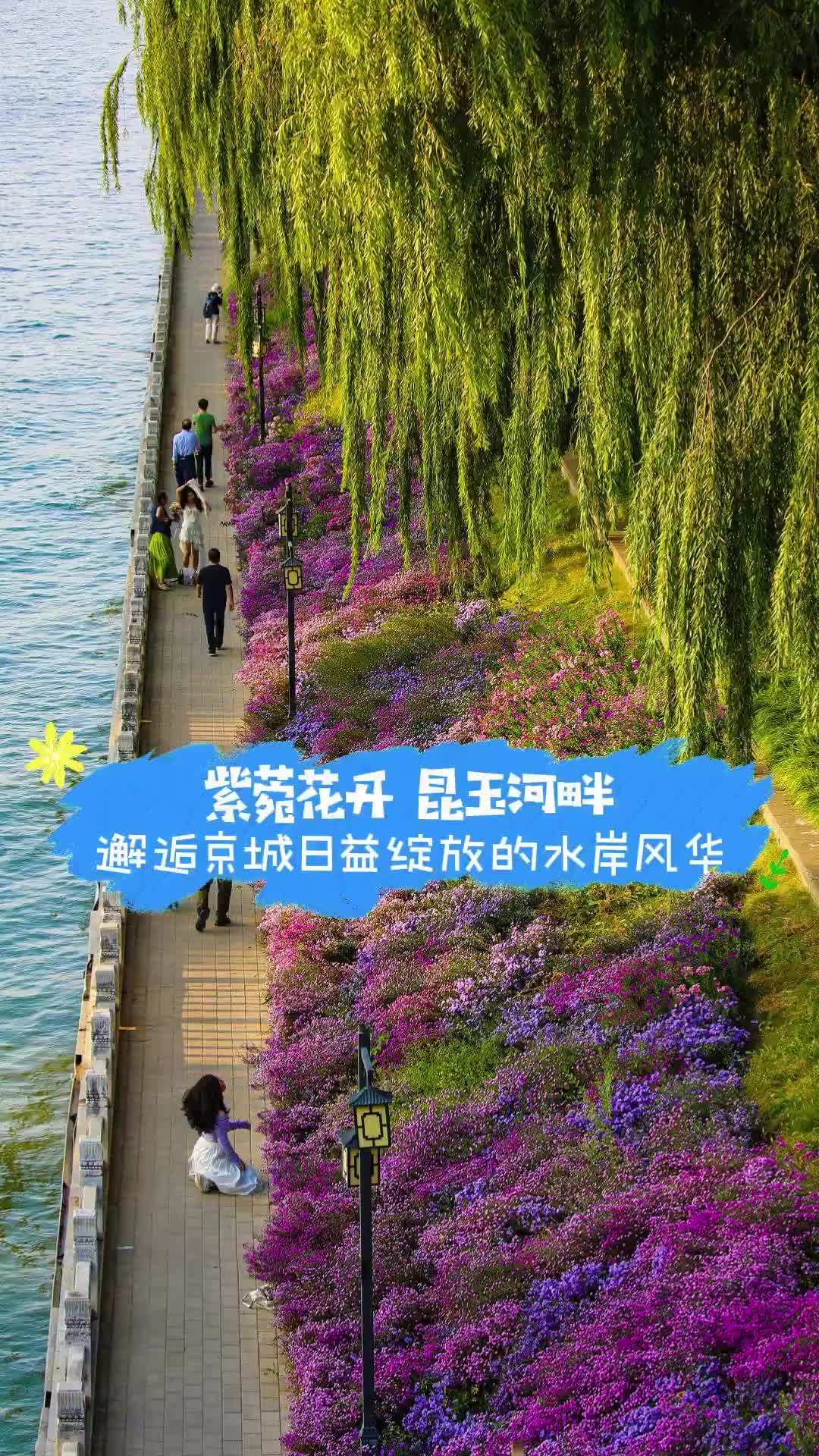 随手一拍都是浪漫大片！昆玉河两岸披“花衣”