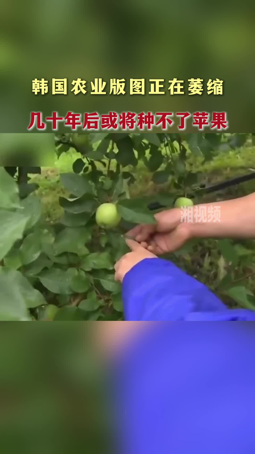 韩国农业版图正在萎缩 几十年后或将种不了苹果
