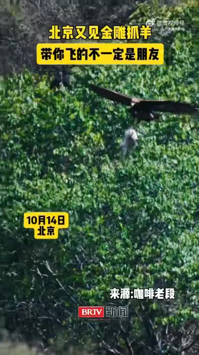 好惊险!金雕抓羊名场面在北京房山再现