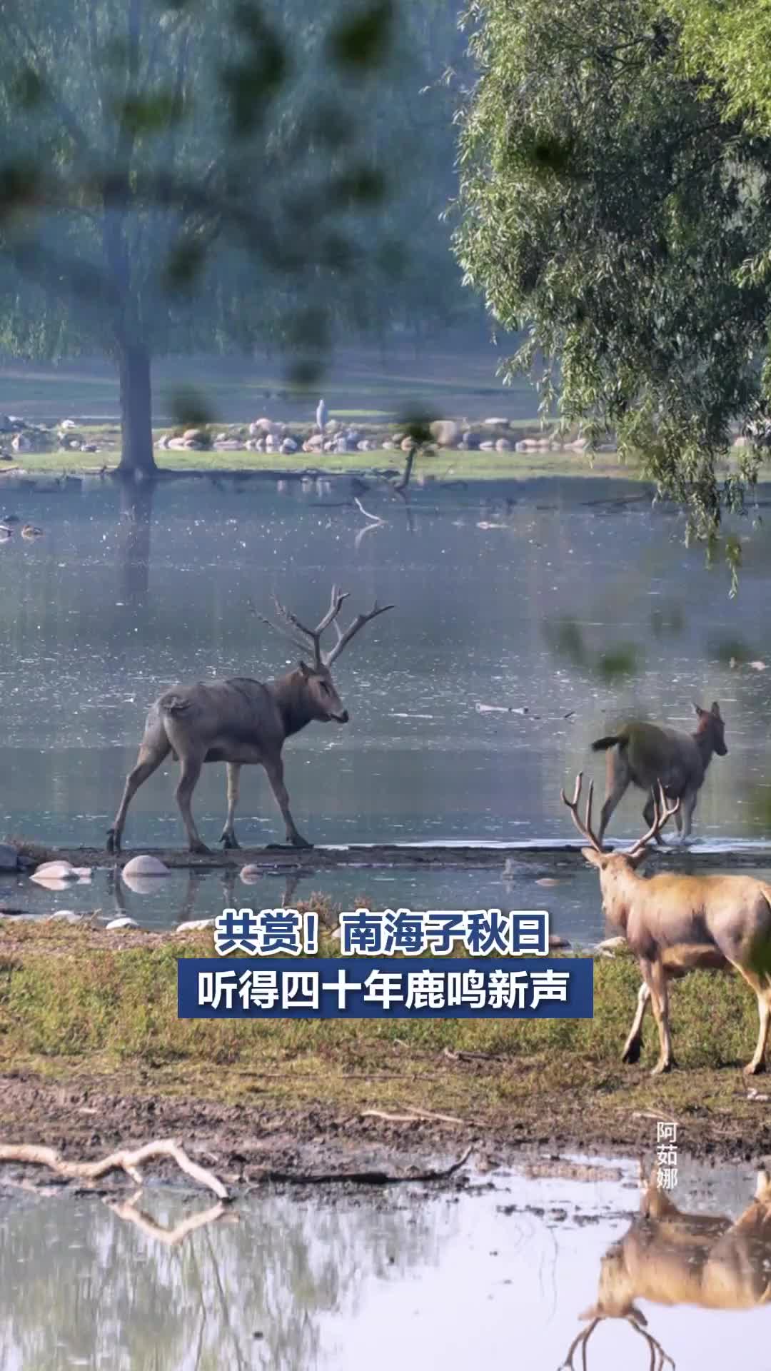 共赏南海子秋日！听得四十年鹿鸣新声