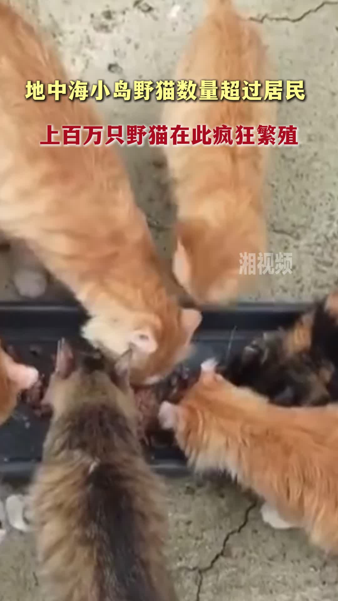 地中海小岛野猫数量超过居民 上百万只野猫在此疯狂繁殖