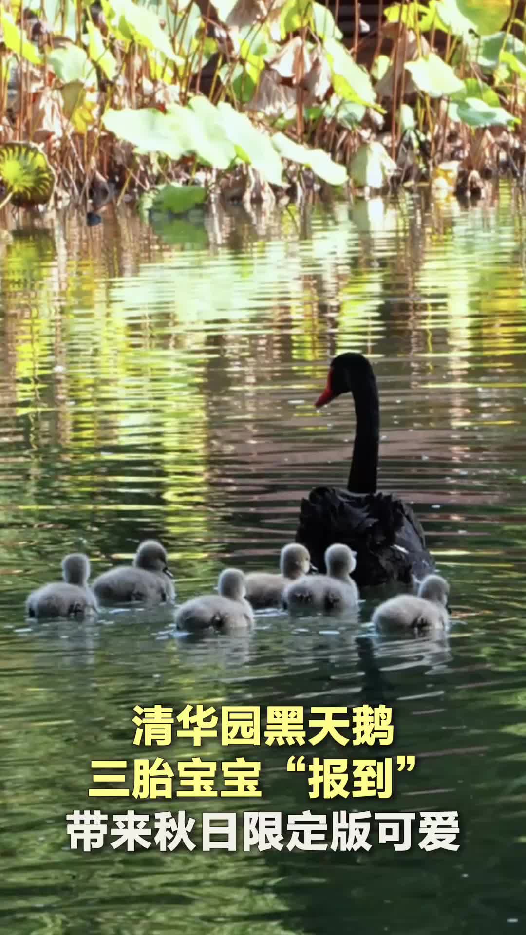 清华园黑天鹅三胎宝宝“报到”，带来秋日限定版可爱