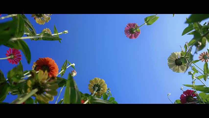 秋风起时菊花香