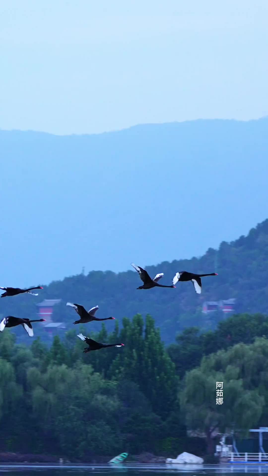 颐和园团城湖的静美，书写成了一首流动的诗