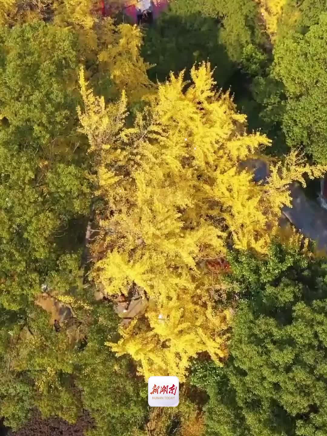 你们那里的银杏叶黄了吗？