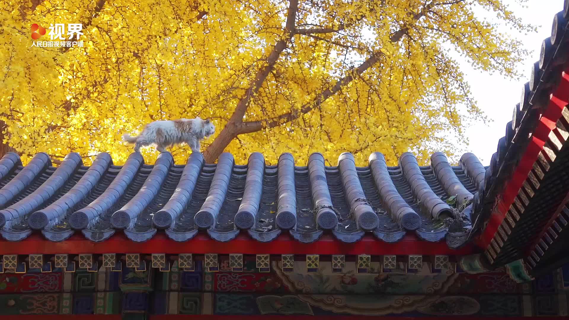 静谧美好！北京中山公园古建筑上“长”猫了