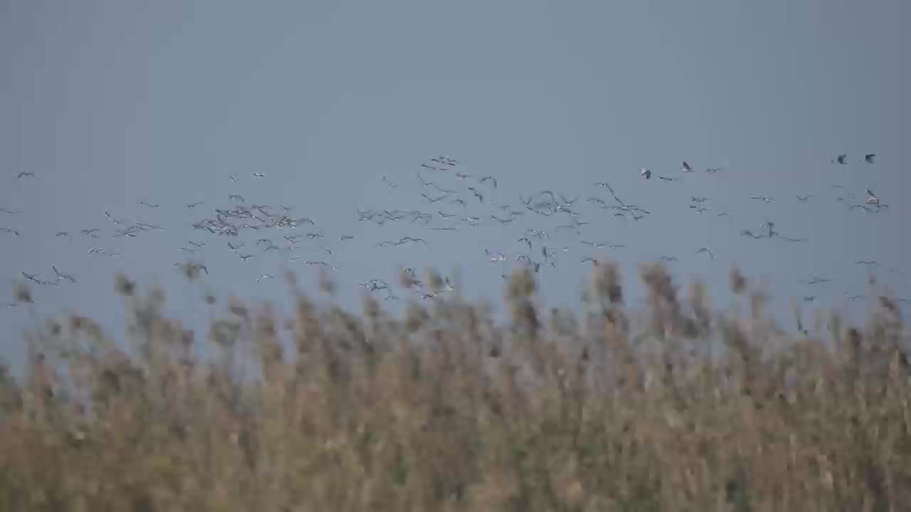 群鸟曼舞蒸钵湖 