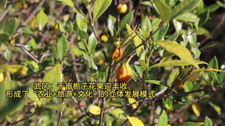 武冈：千亩栀子花果迎丰收