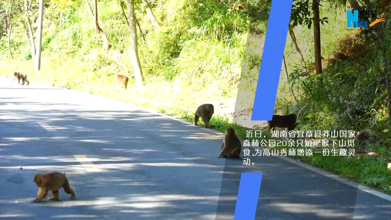 短尾猴下山觅食为莽山添生趣