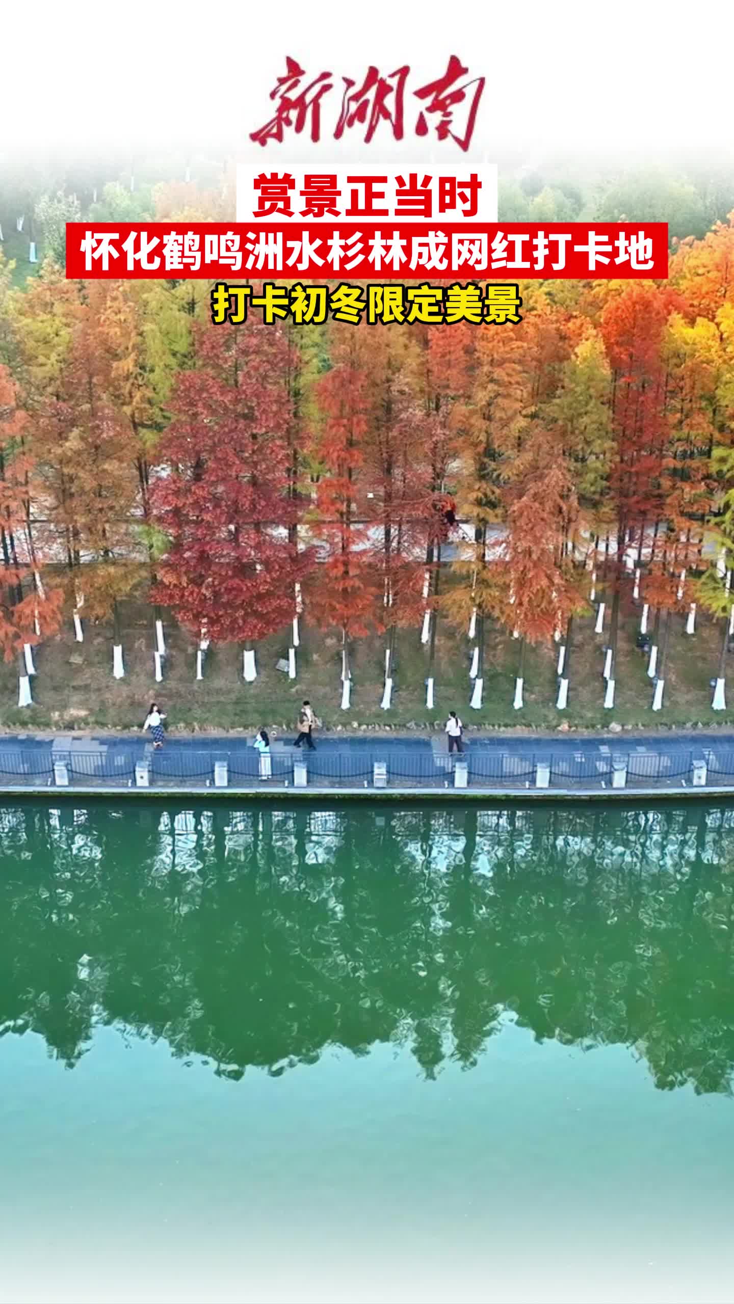 视频｜赏景正当时，怀化鹤鸣洲水杉林成网红打卡地