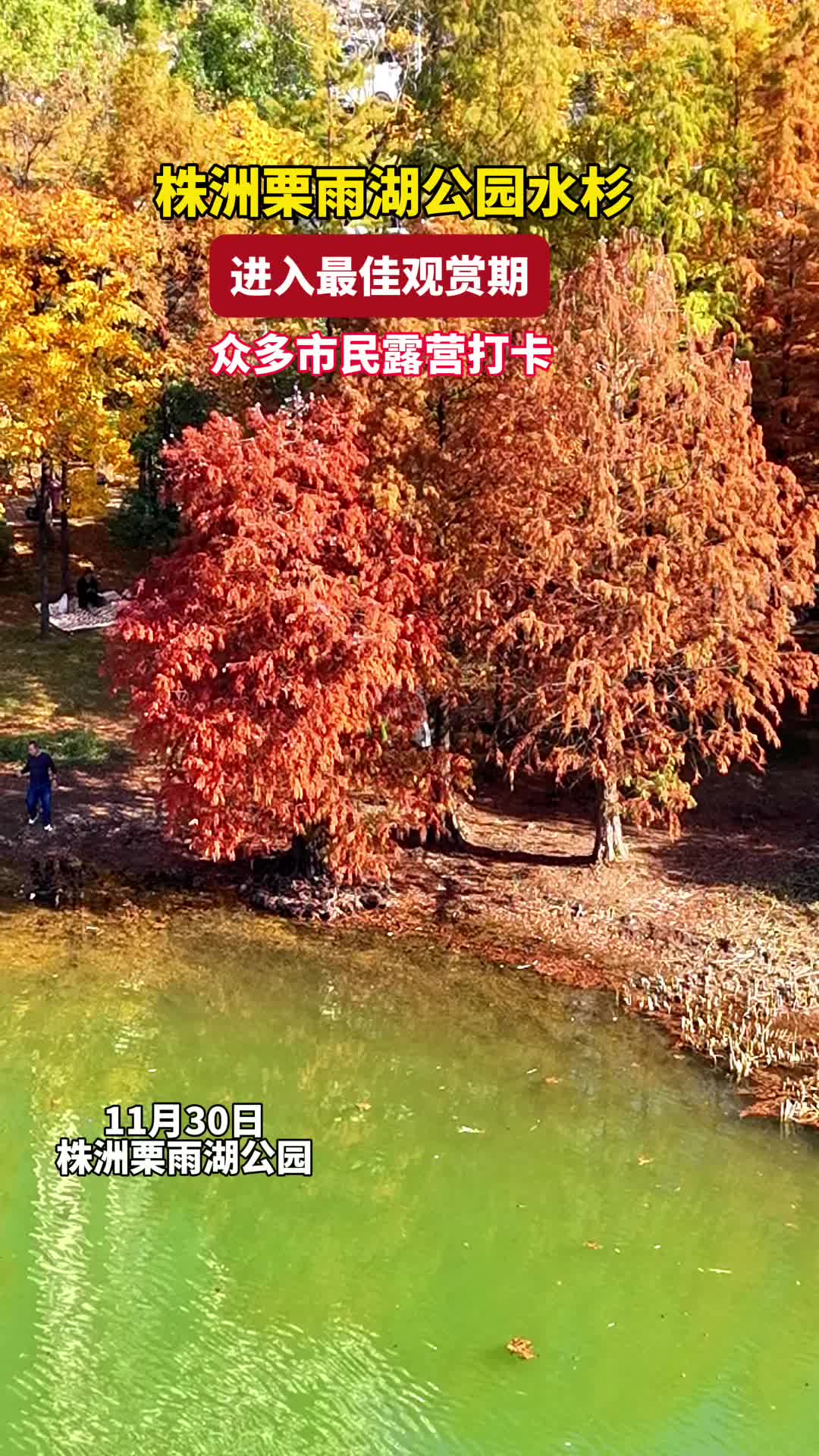 视频｜株洲水杉进入观赏期！