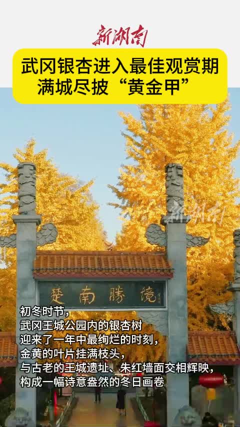 武冈银杏进入最佳观赏期  满城尽披“黄金甲”