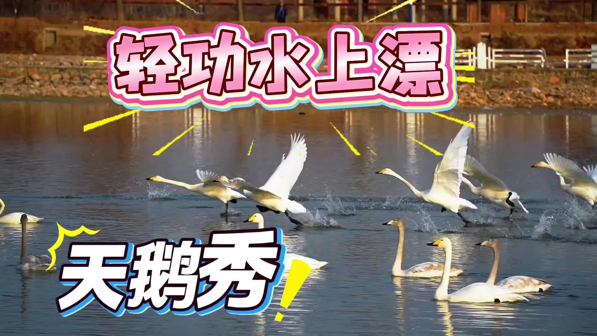 密云天鹅上演“轻功水上漂”