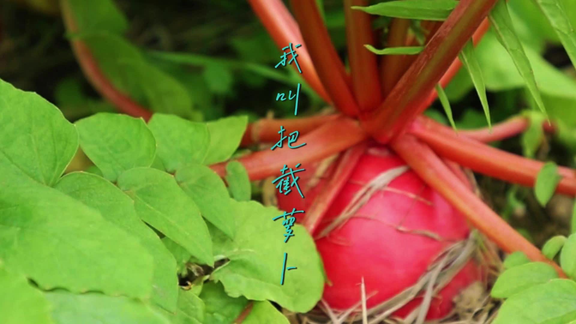 蔬果永州 自然优鲜①｜永州人的秋冬下饭“神器”！把截萝卜干上市即“爆单”