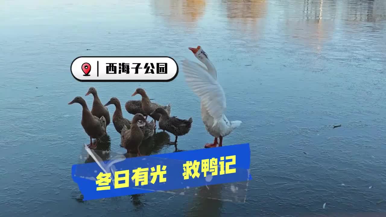 西海子公园救鸭记