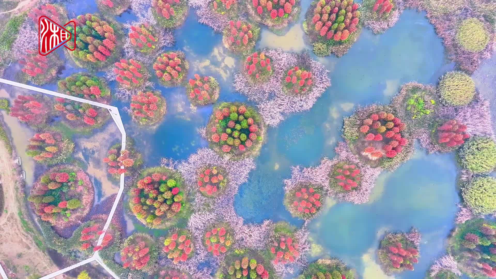 长沙大泽湖水杉迎来最佳观赏期