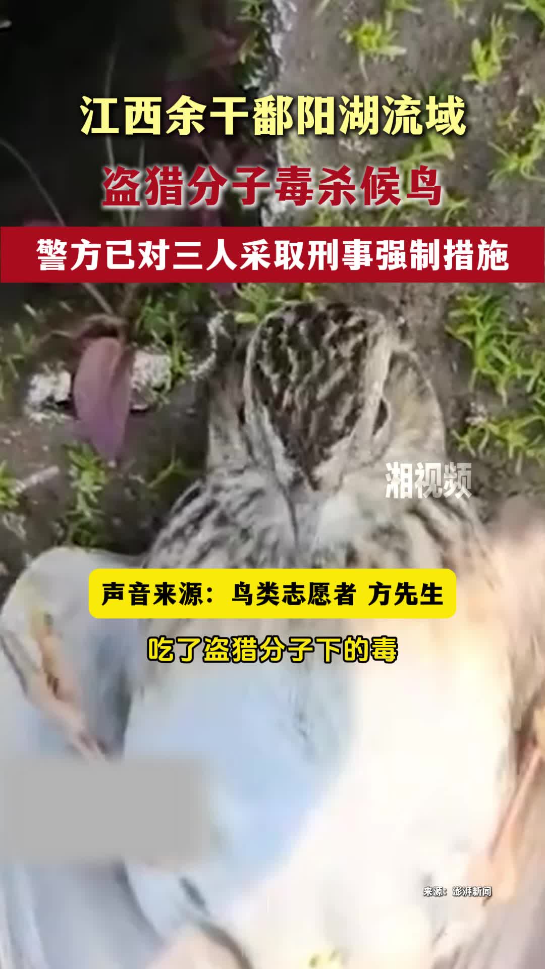 江西余干鄱阳湖流域有人毒杀候鸟
