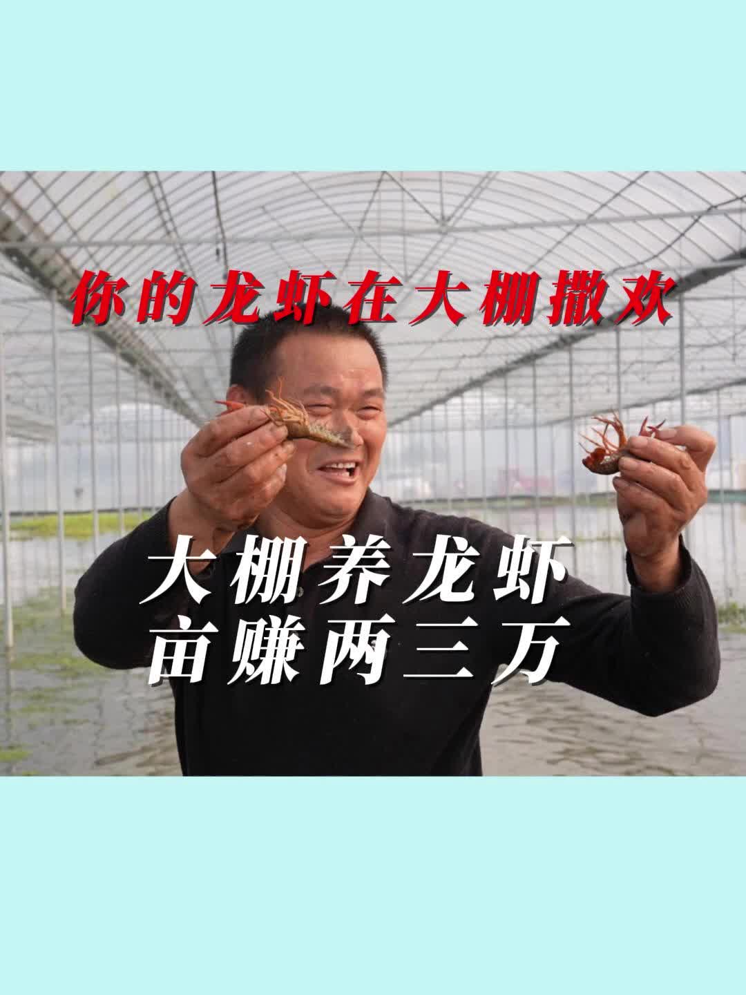 沅江小龙虾“住”进育秧大棚 冬季上市，价格可达每公斤80元|湖南日报
