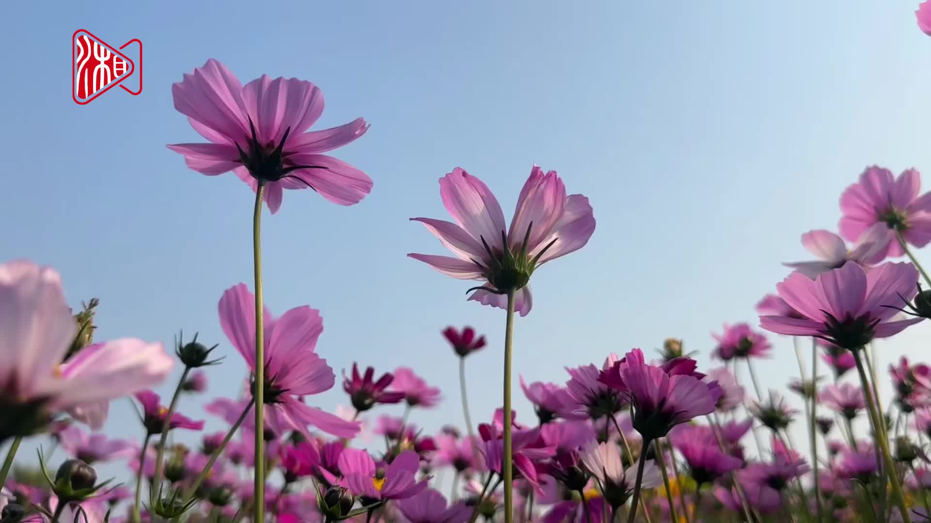 绚烂的格桑花海你打卡了吗