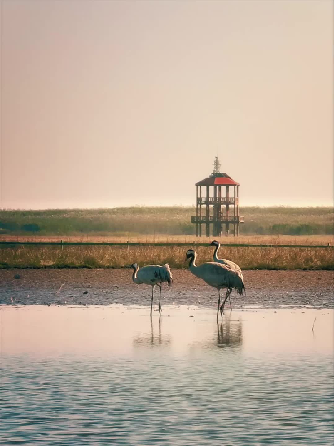 每一年，候鸟不远迢迢，践行着最如期的奔赴！