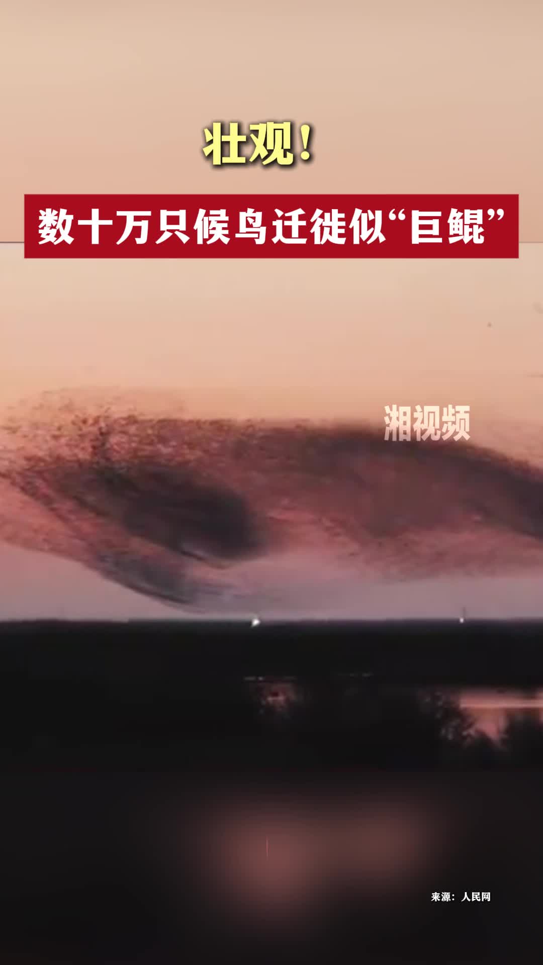 壮观！数十万只候鸟迁徙似巨鲲