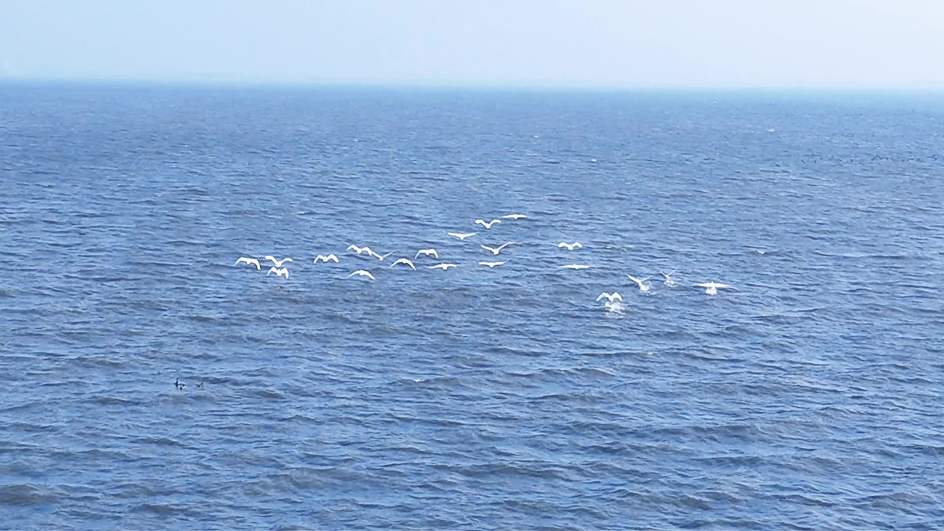 第一批近5万羽候鸟已到大通湖区度寒假来咯