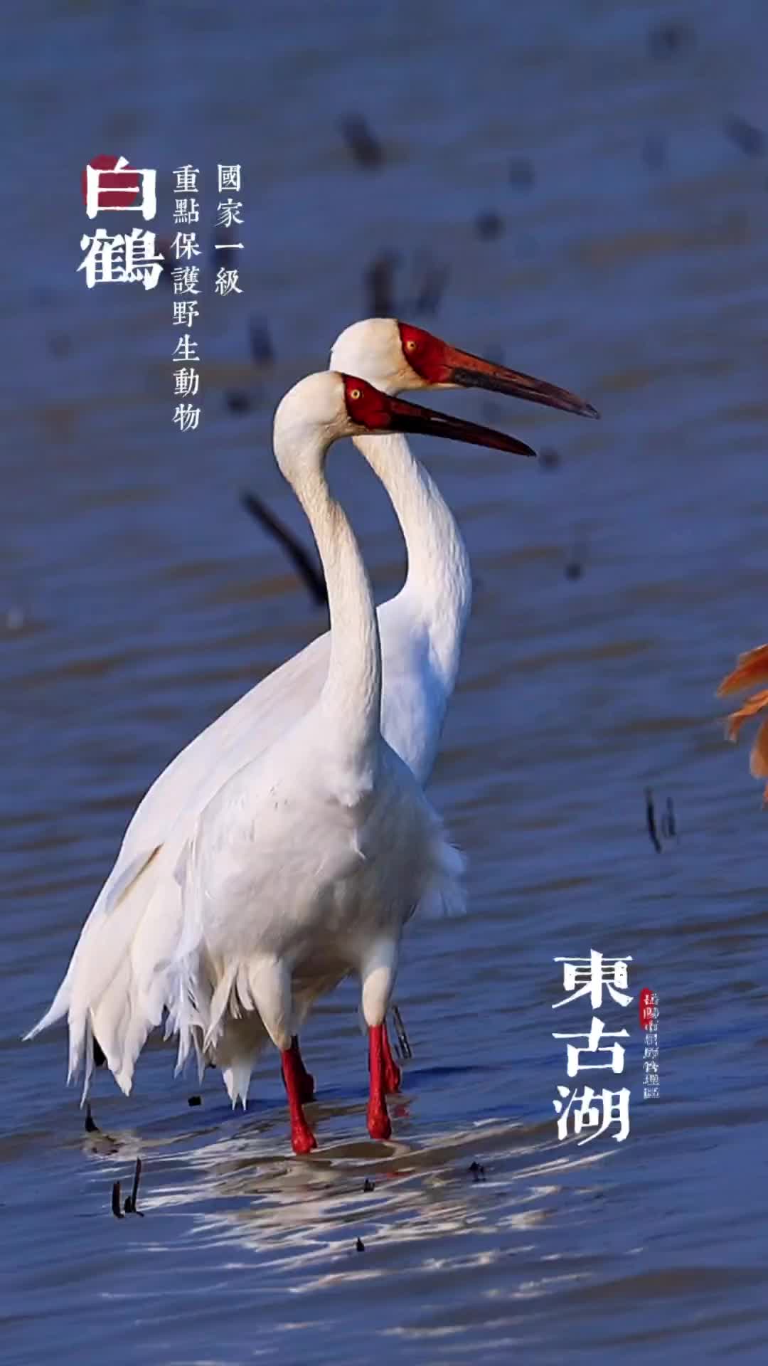 视频｜两情相悦淡雅贤，悠然自得真自然