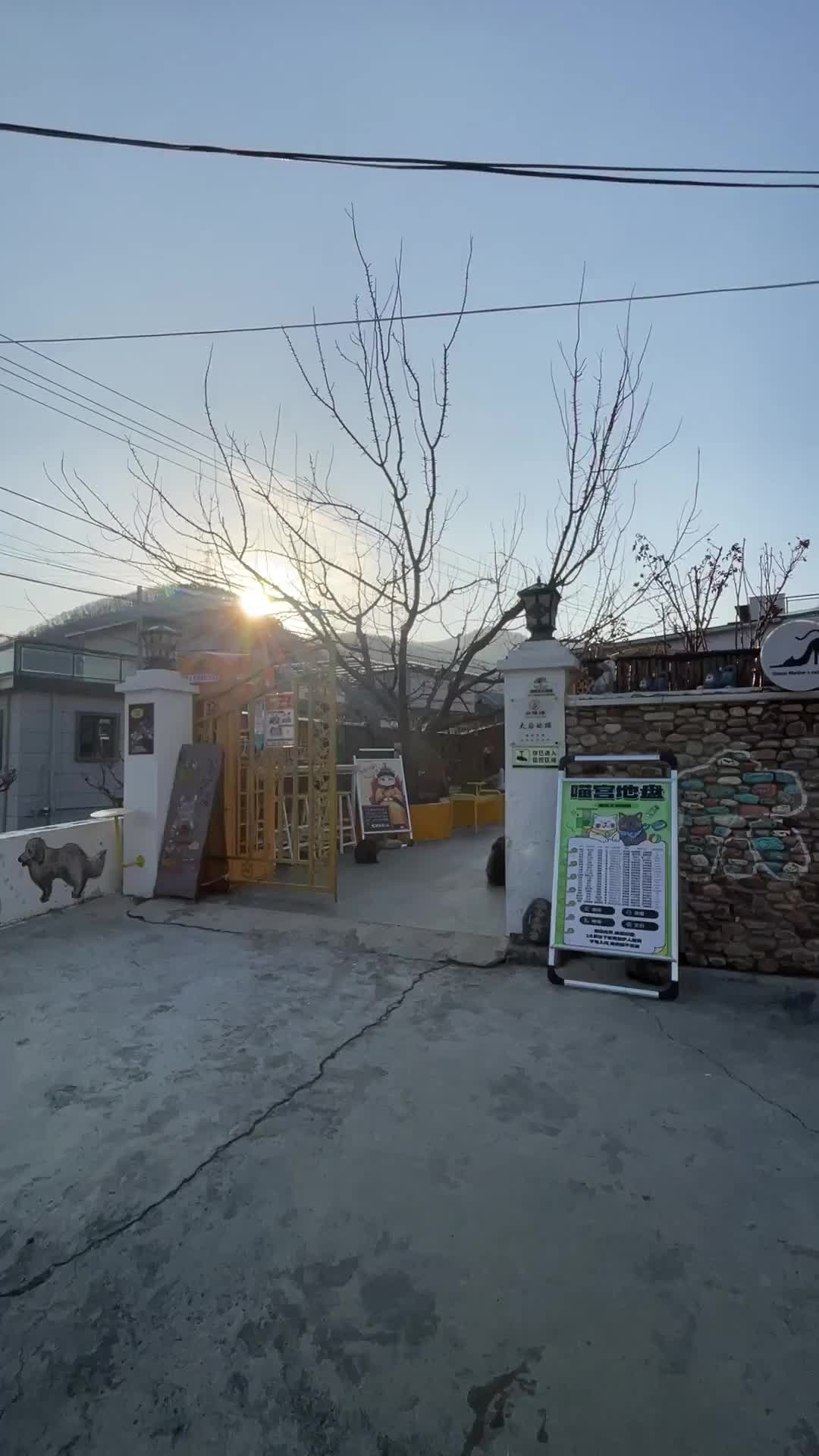 平谷“太后猫咖”出圈了，农业还能这样“跨界”