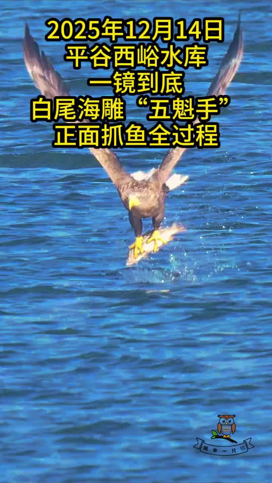 一镜到底定格王者风范！平谷西峪水库白尾海雕抓鱼