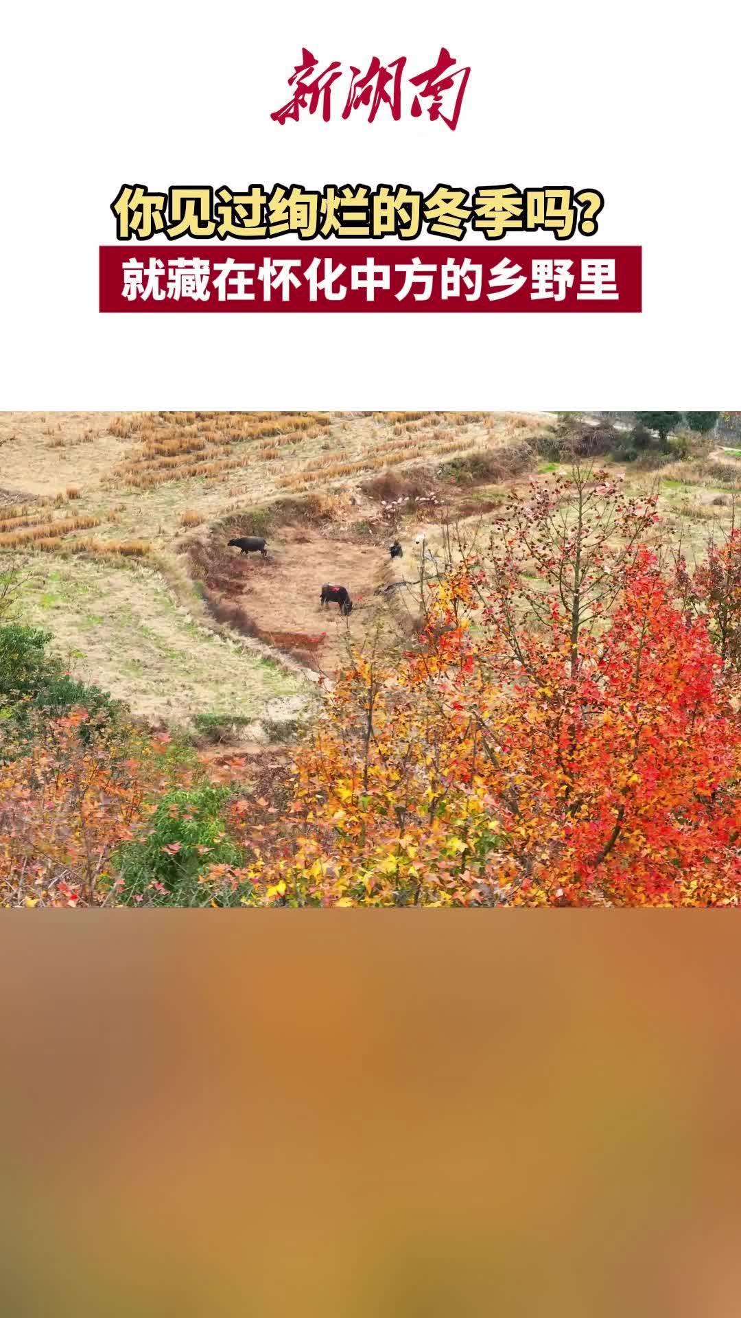 视频｜你见过绚烂的冬季吗？就藏在怀化中方的乡野里