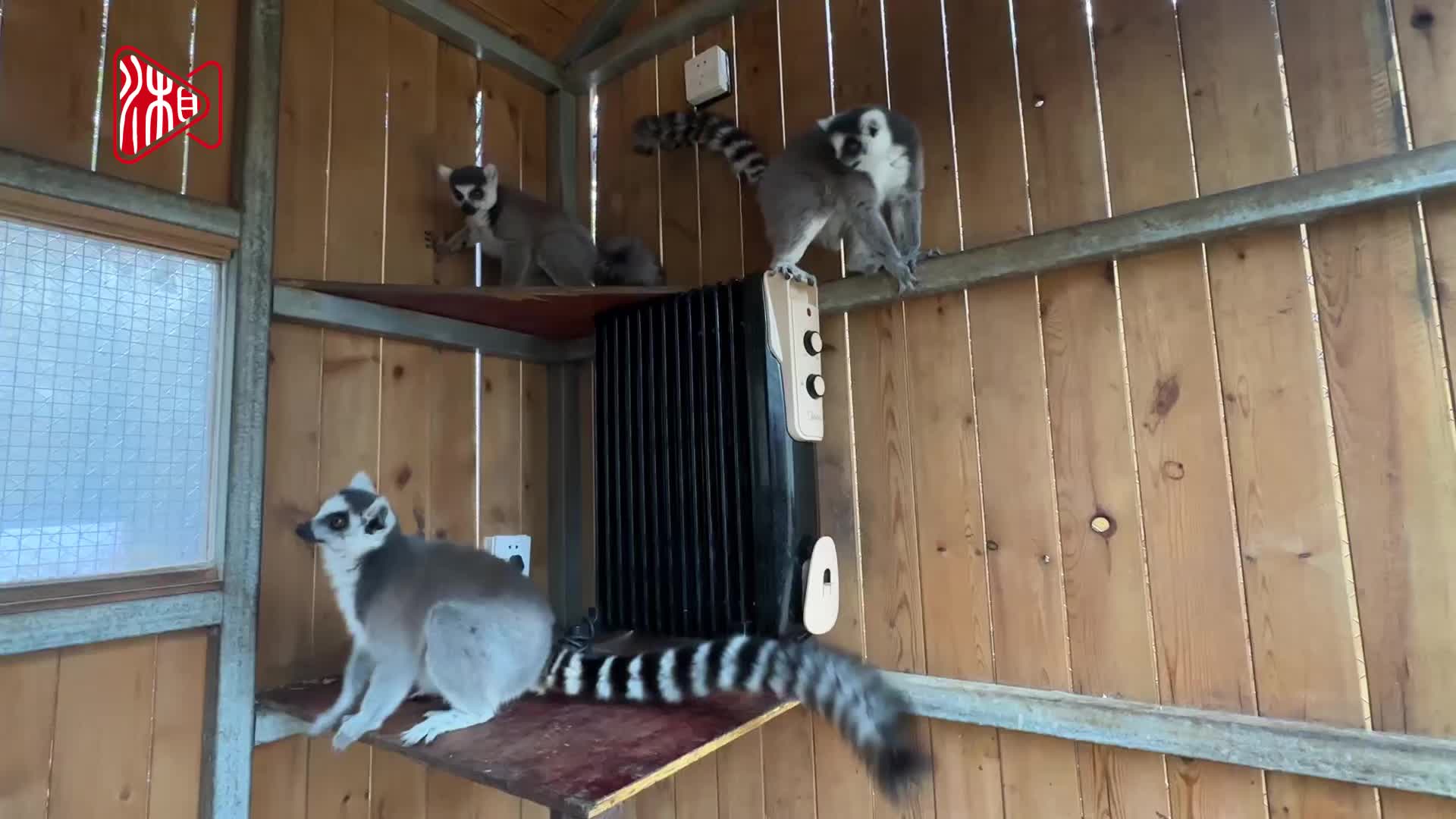 取暖有“妙招” 动物惬意过冬