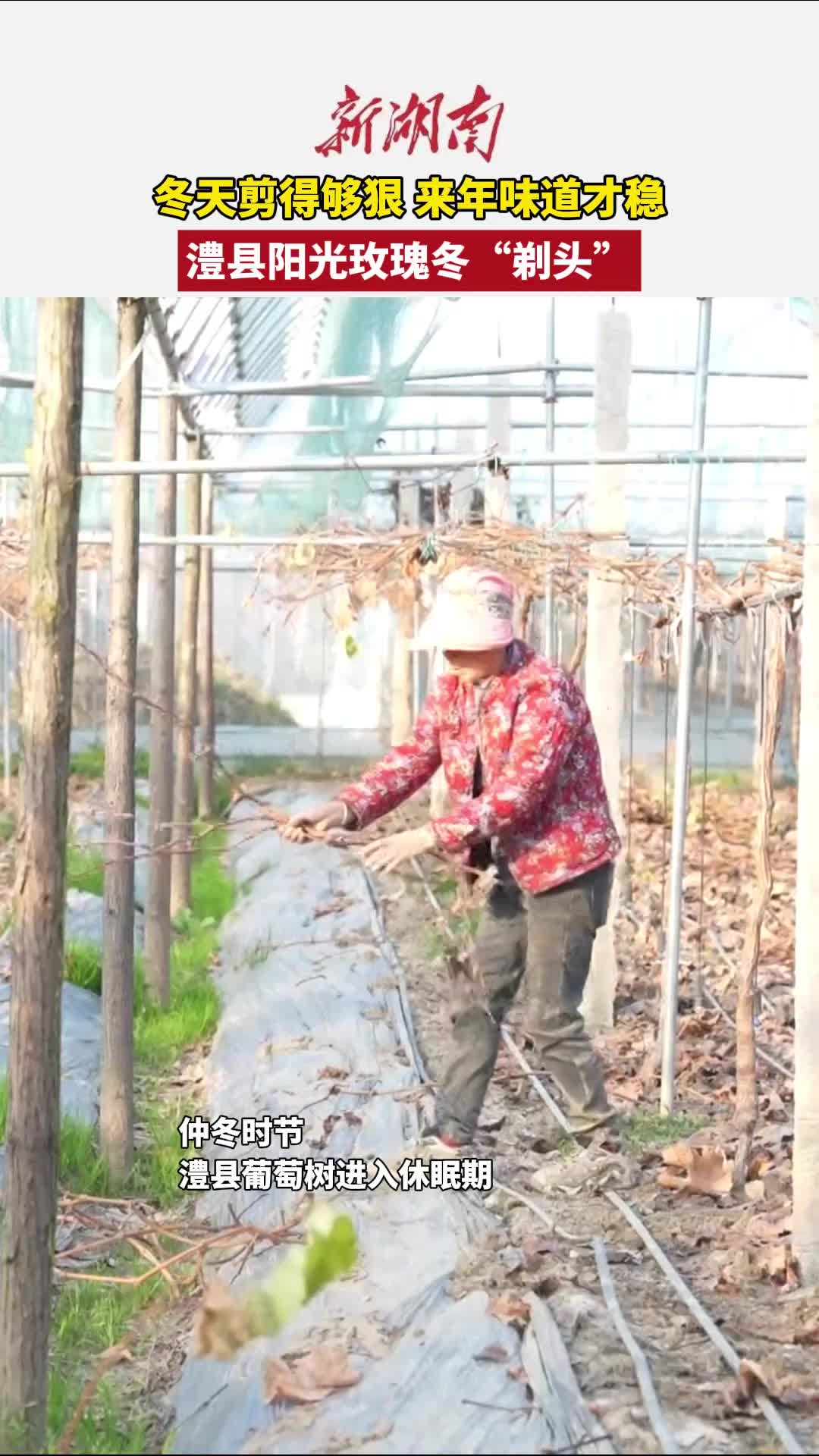 澧县葡萄冬“剃头” 来年增产又增收