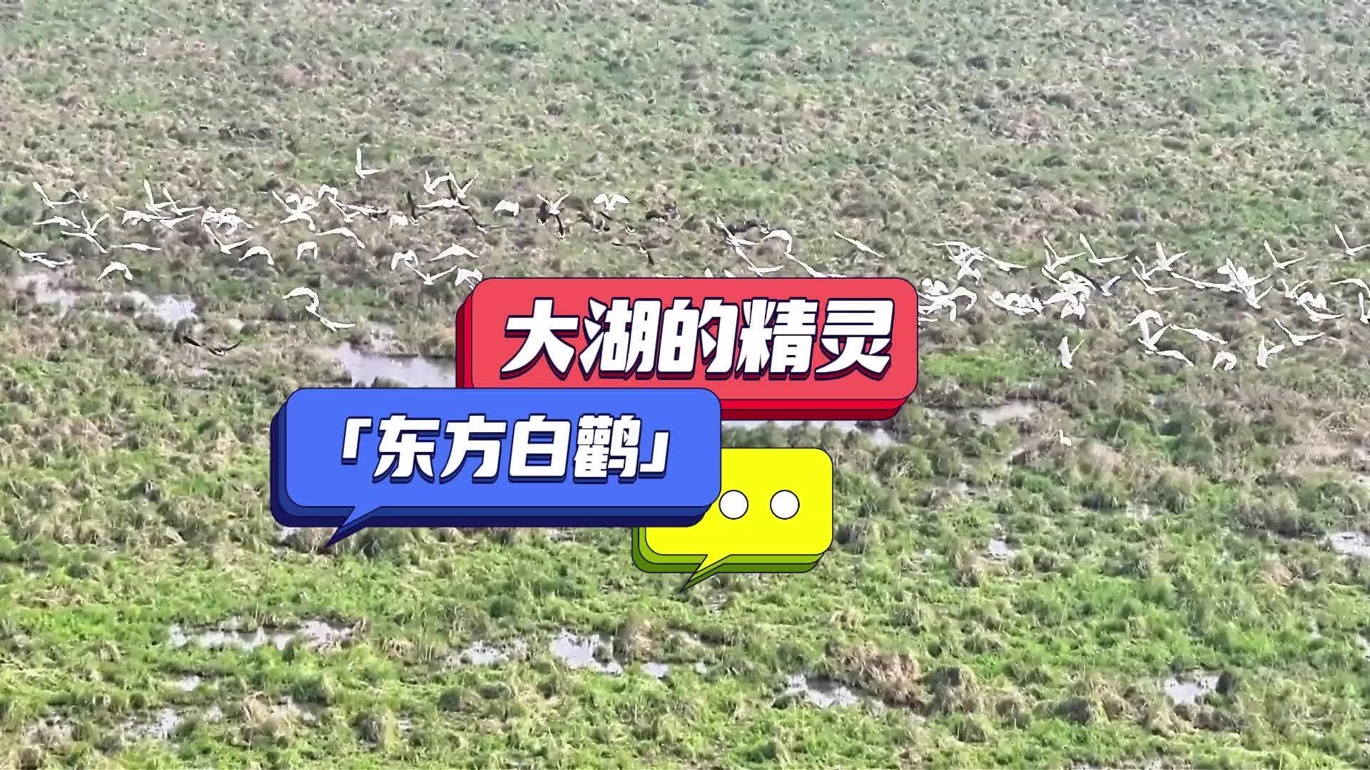 跨山越海8000里，东方白鹳恋上南洞庭！