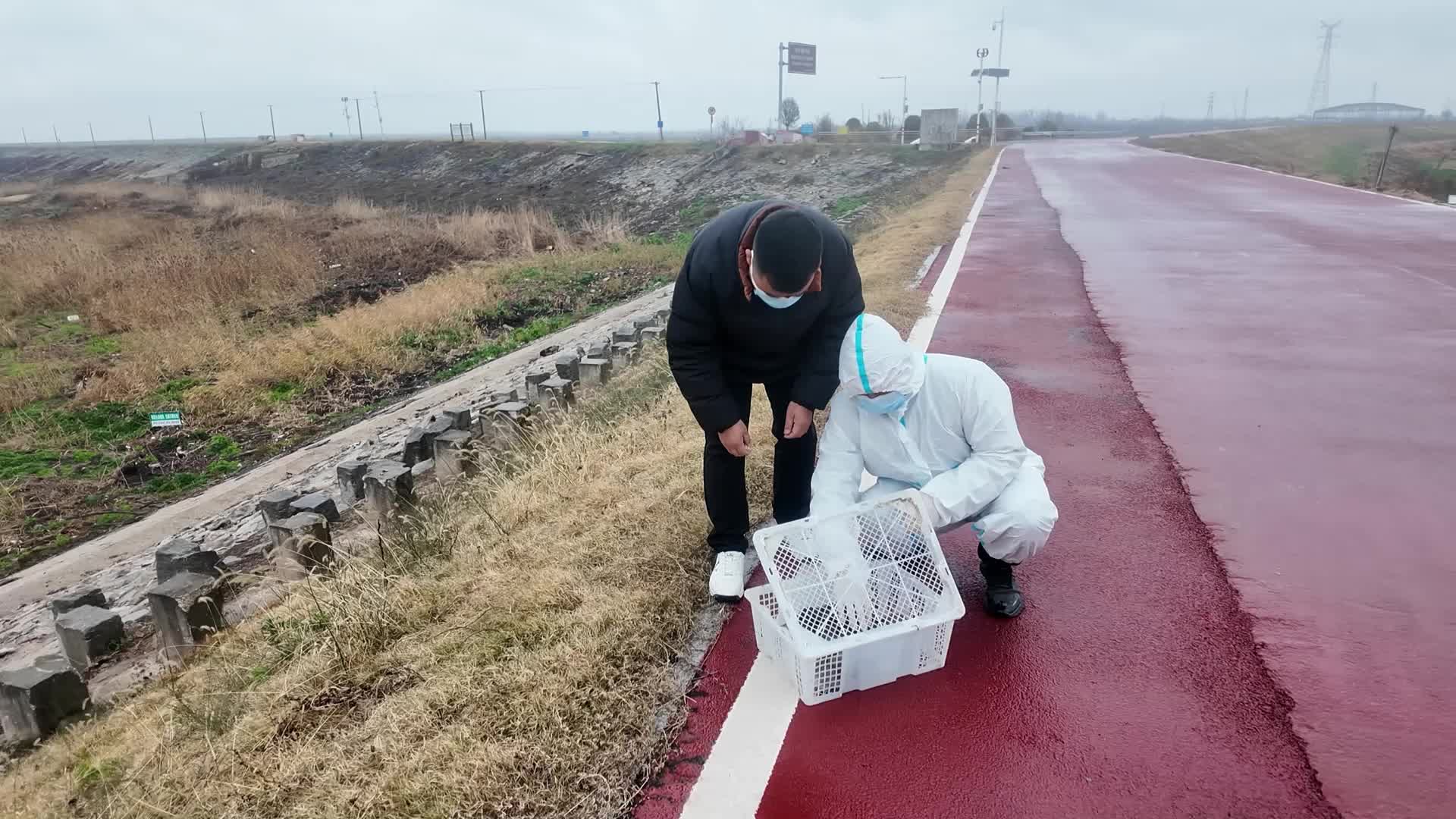 针尾鸭“夫妇”重返大自然