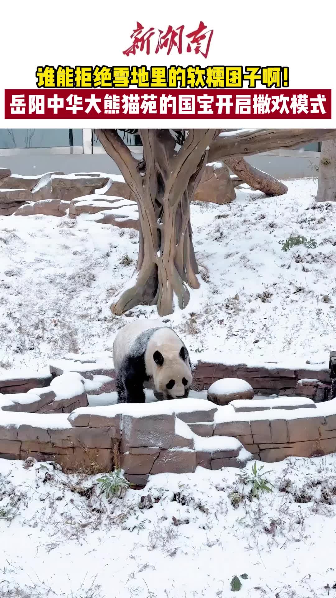 谁能拒绝雪地里的“软糯团子”呢？
