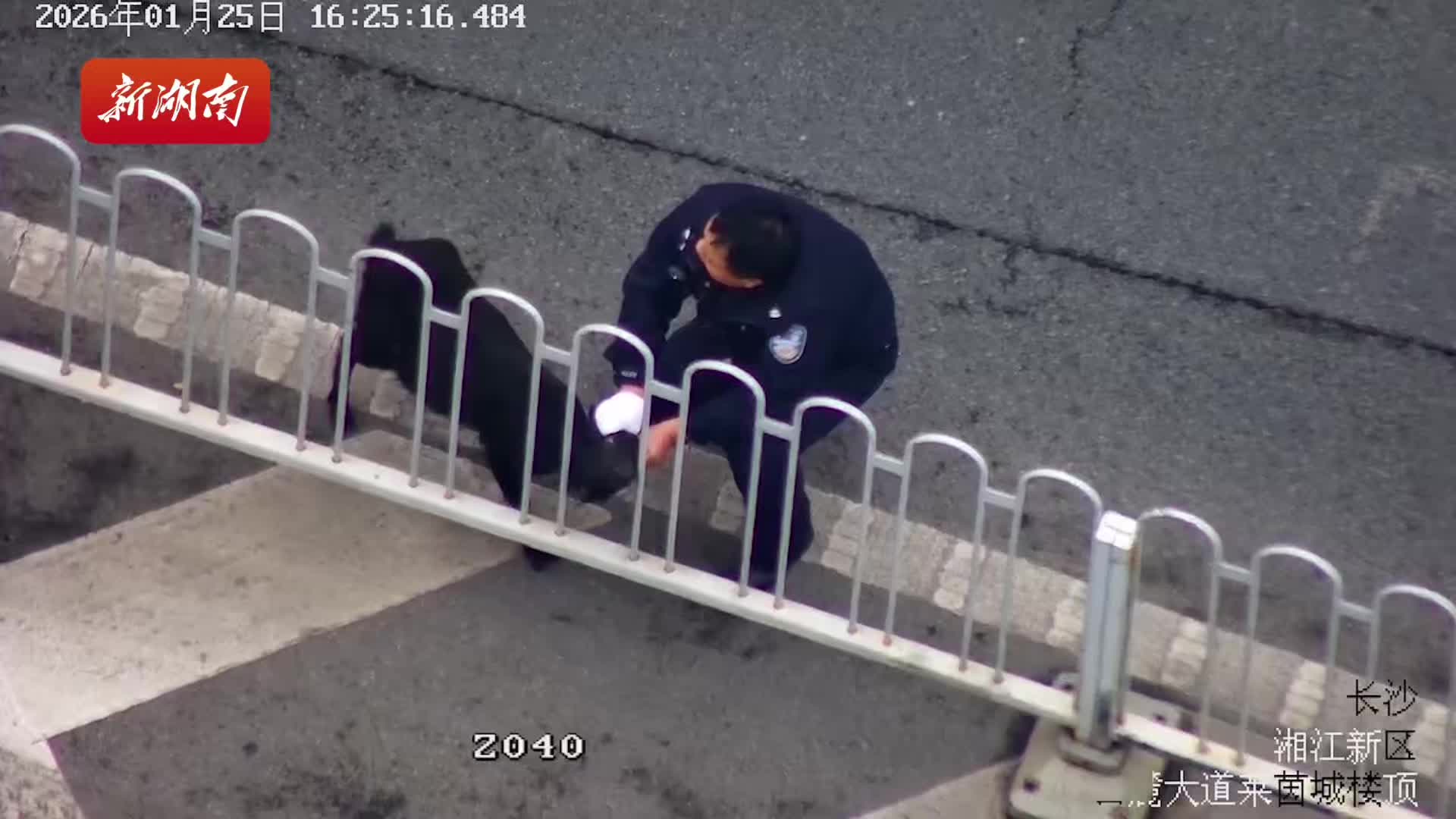 长沙交警路上演路面“捉羊记”