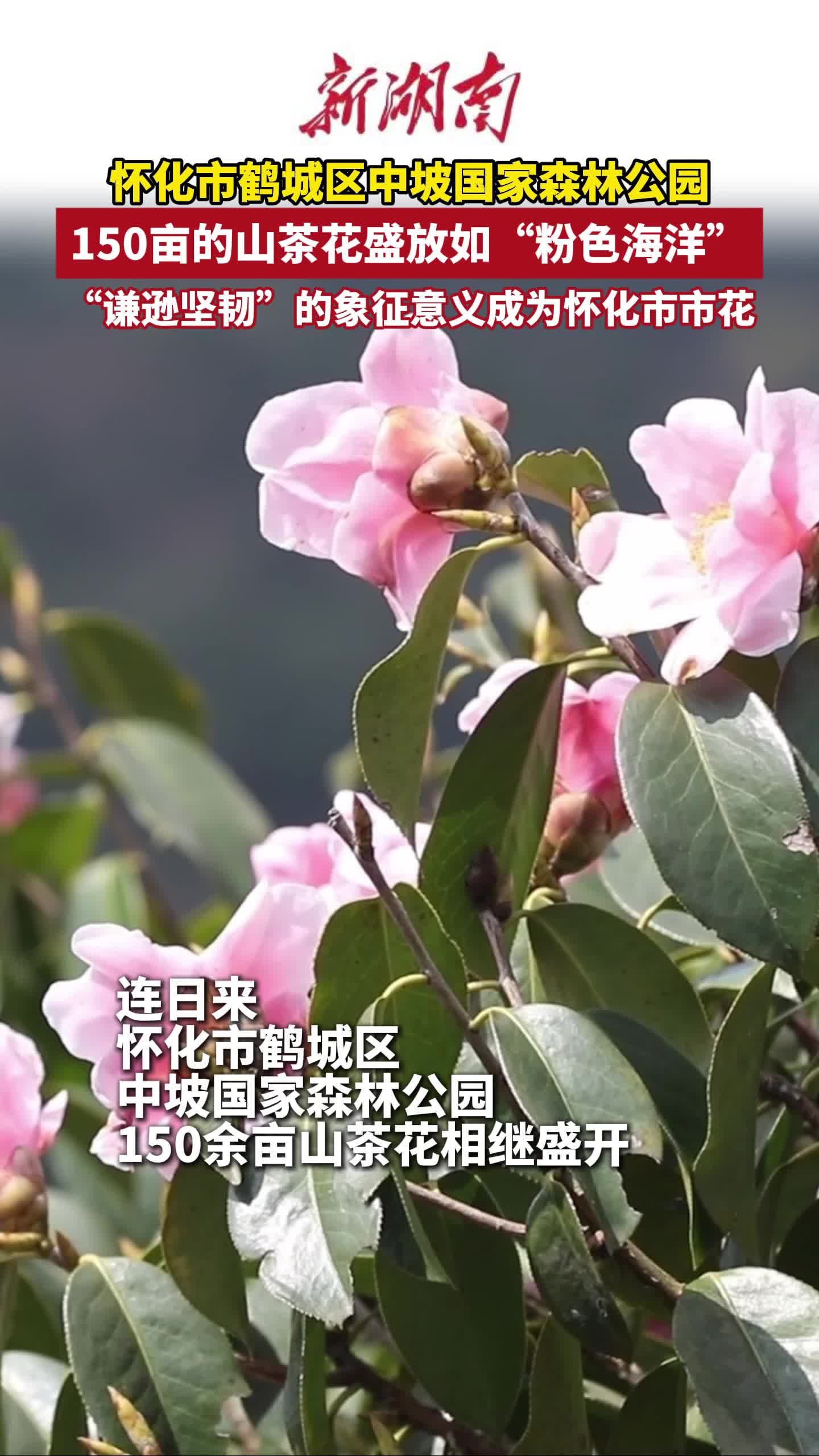鹤城区：150亩山茶花盛放如“粉色海洋”
