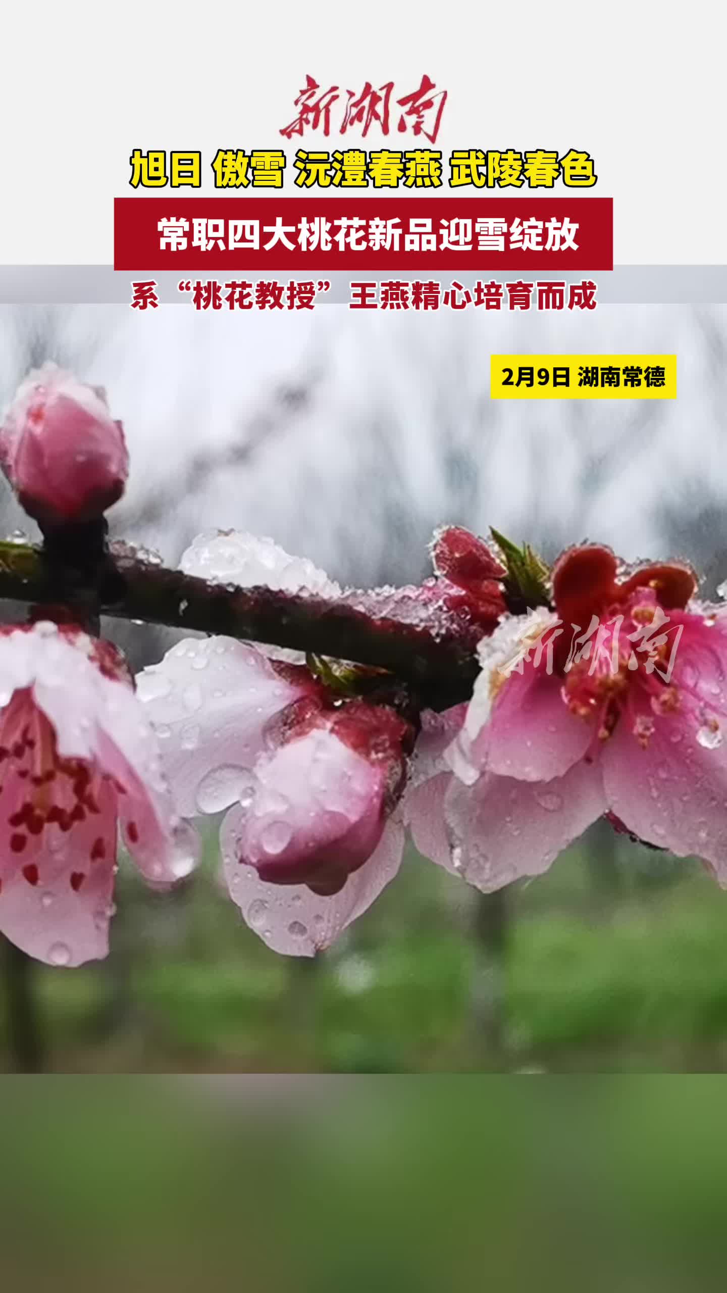 常职四大桃花新品迎雪绽放