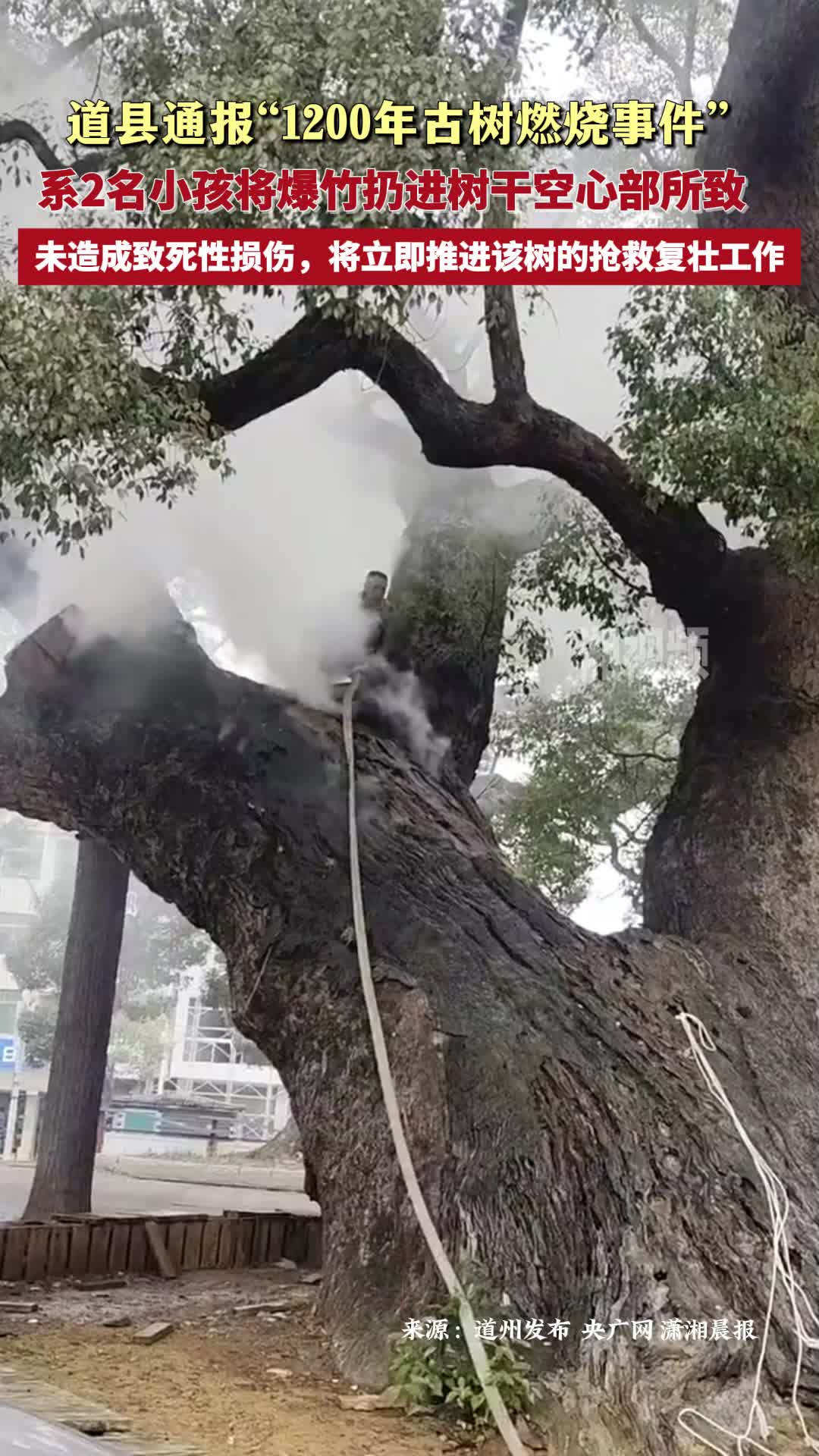 道县通报1200年古树起火