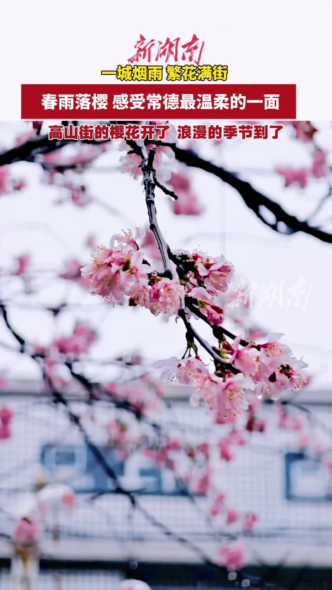 高山街春雨落樱 感受常德最温柔的一面