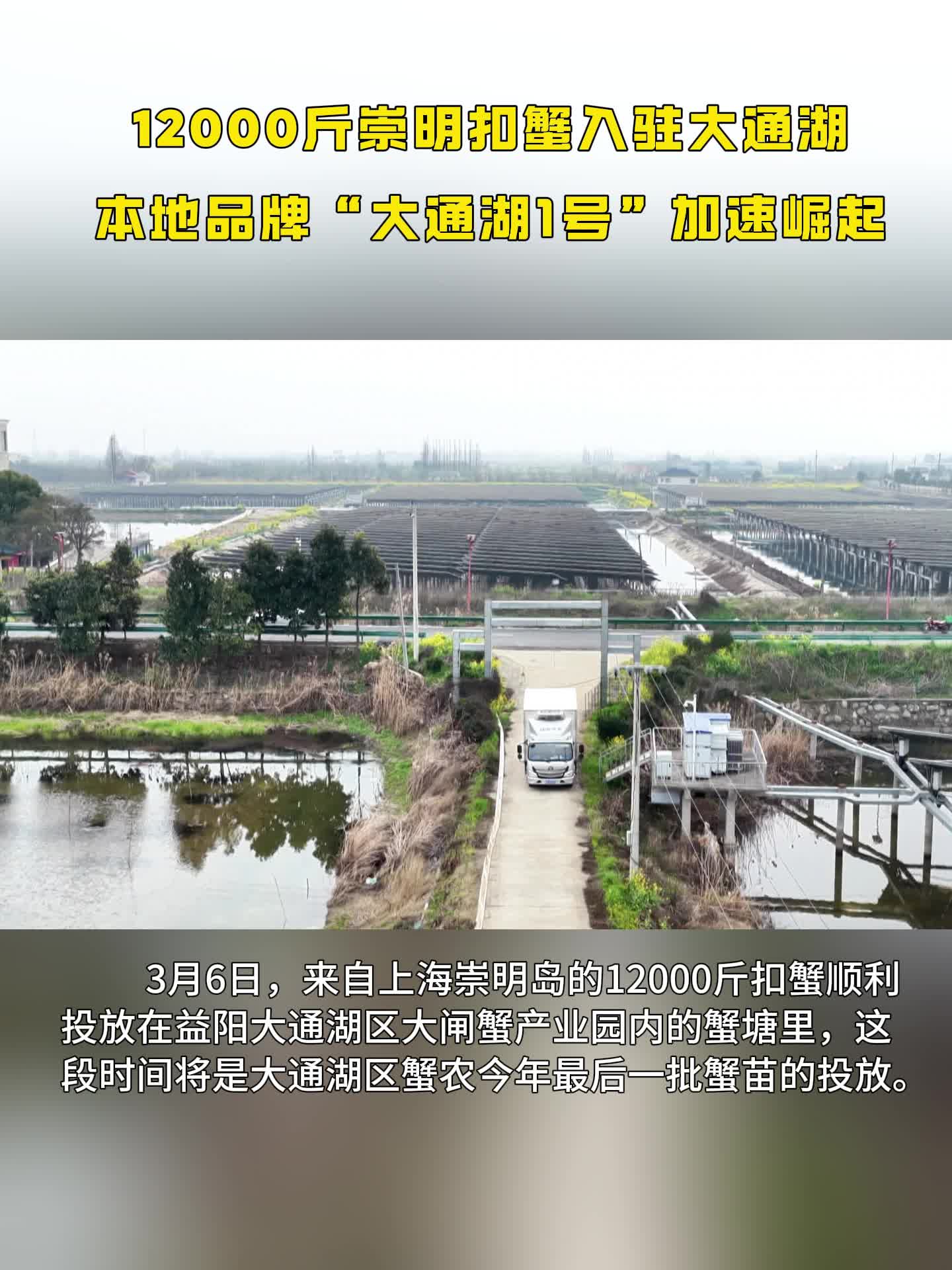 坐长途冷链车，喝红糖水……崇明岛6000公斤扣蟹在大通湖下池啦！