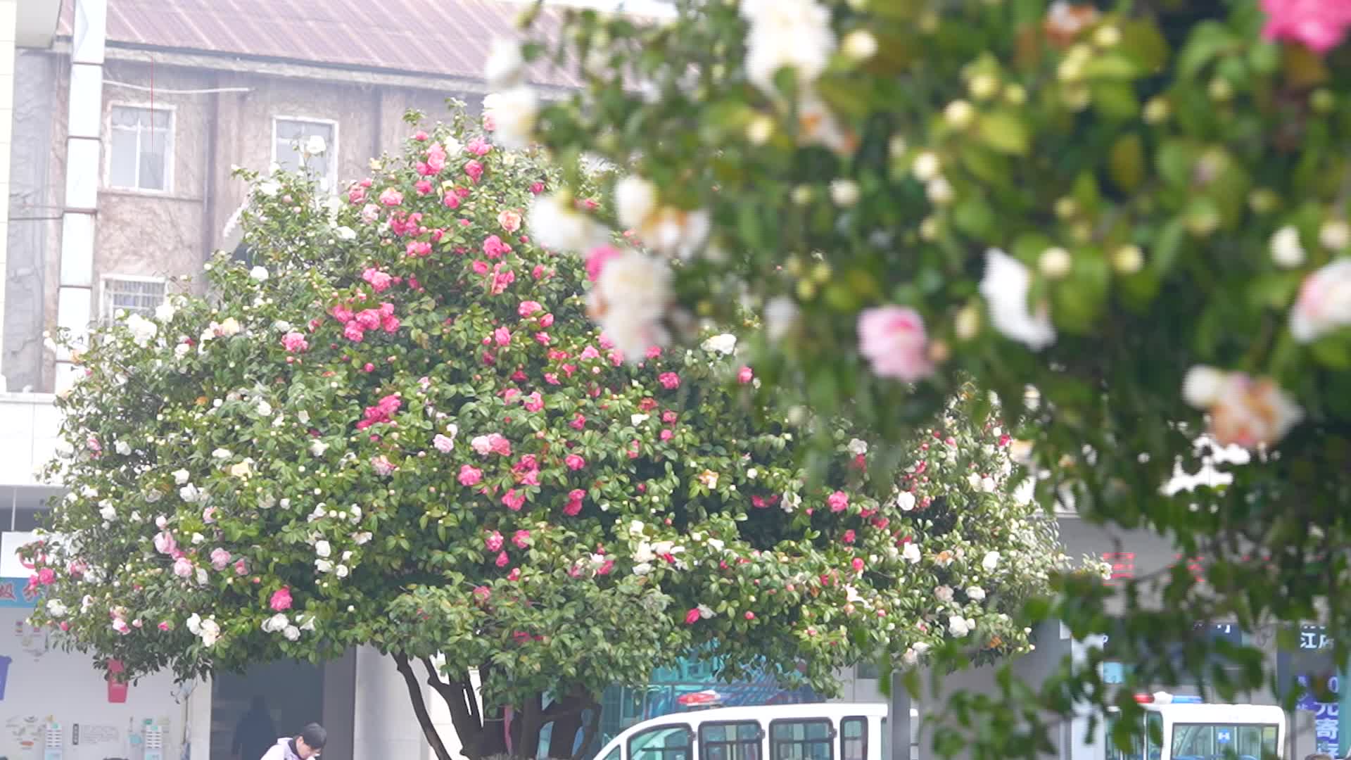 美！这里的茶花已盛开