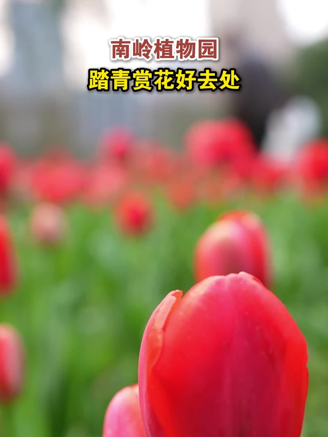 视频丨南岭植物园 踏青赏花好去处