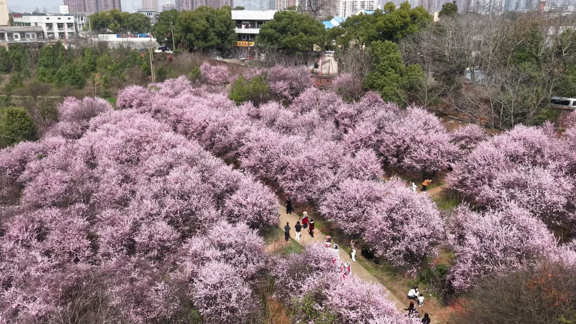漫山梅开,遇见春日 “梅” 好