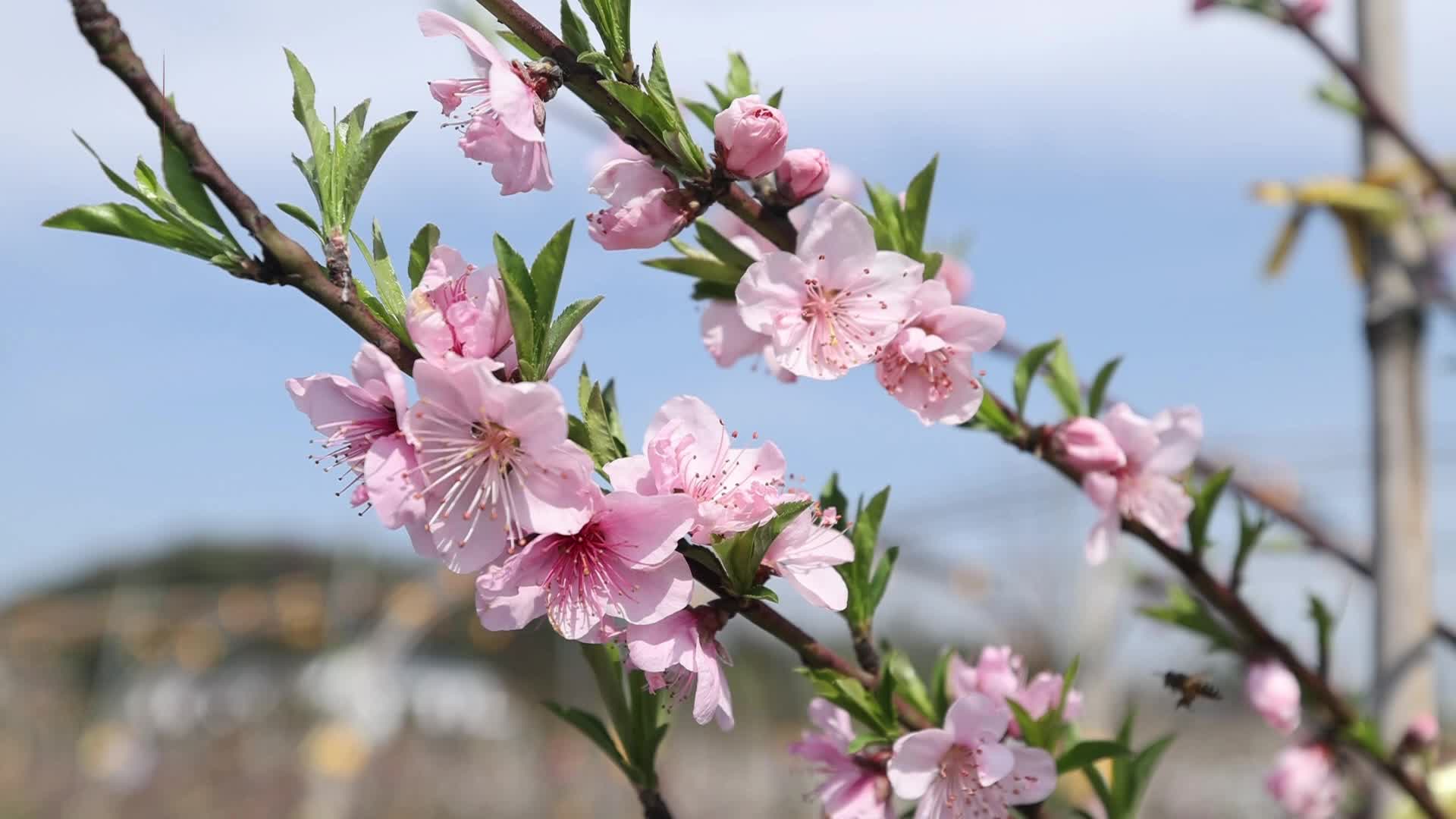 智慧果园启幕 桃花醉游人