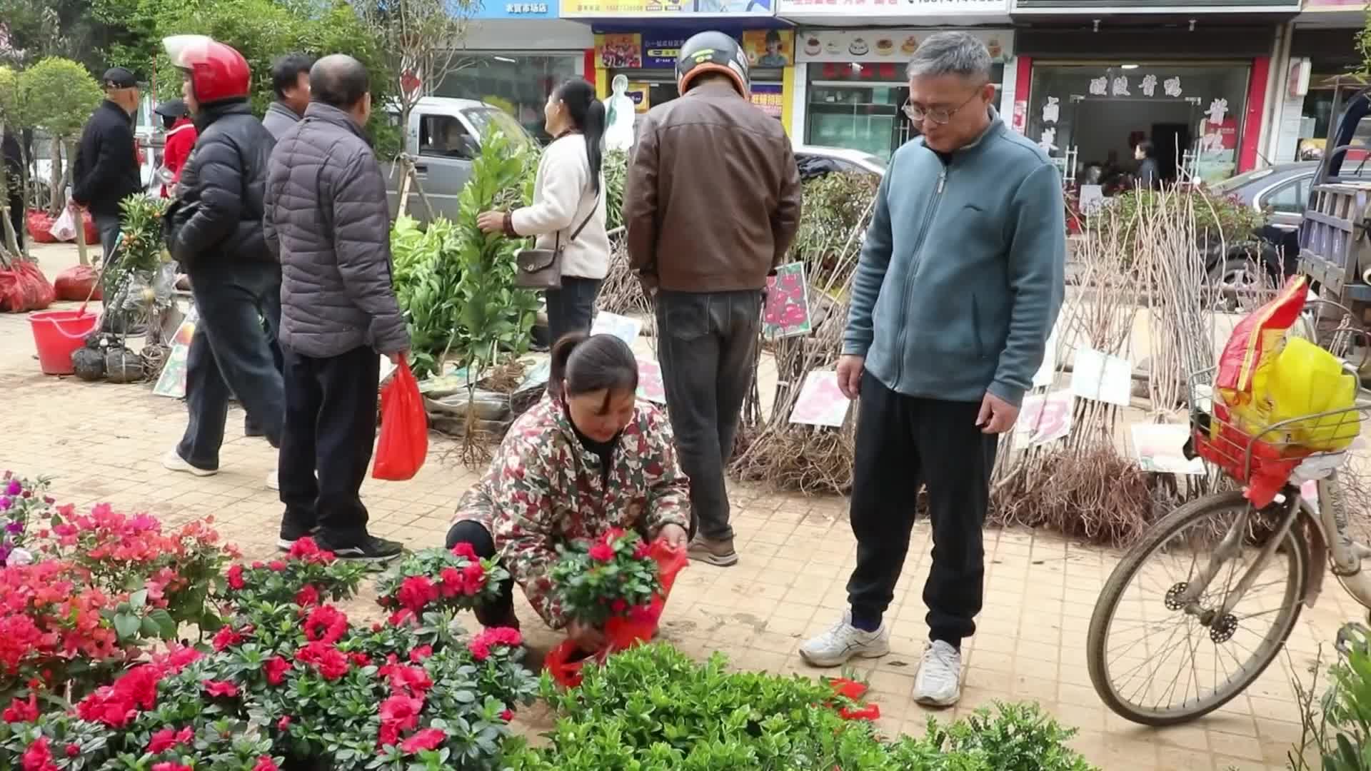 茶陵：春种好时节 苗木销售旺