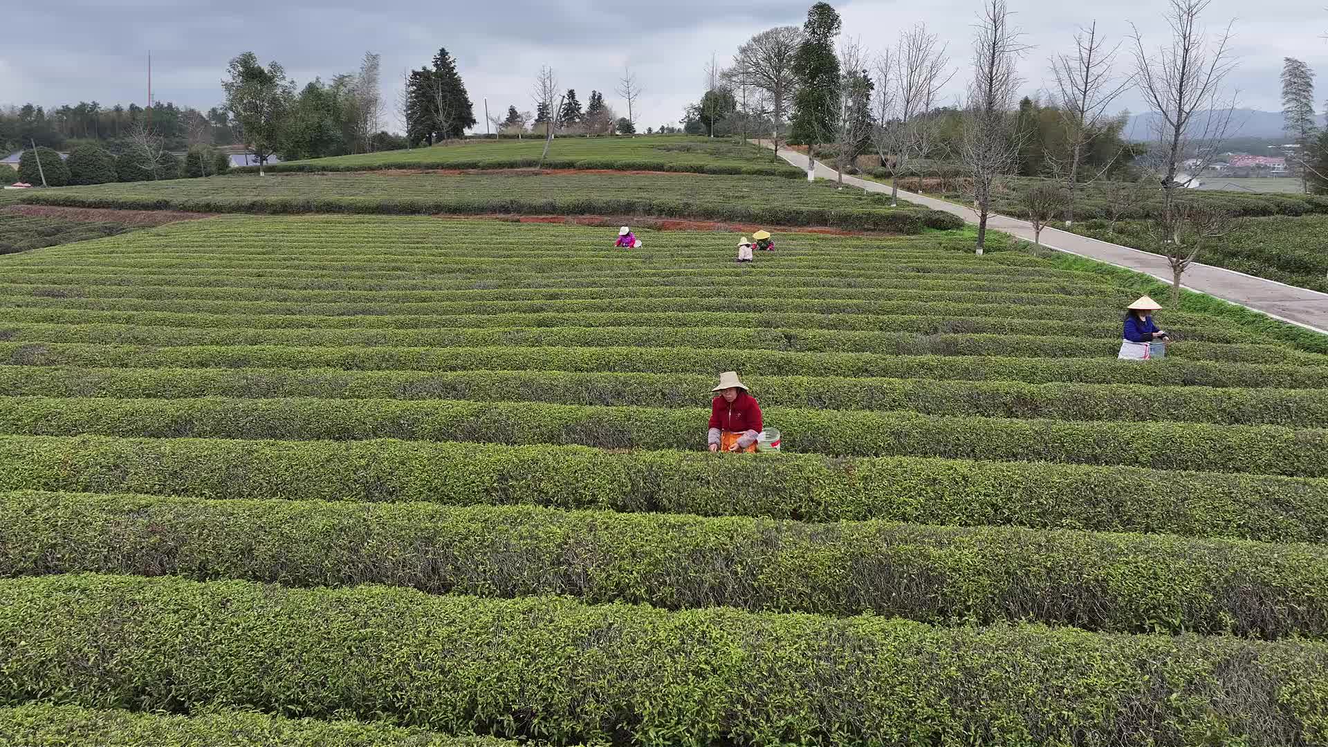 金井镇：抢抓晴好采春茶