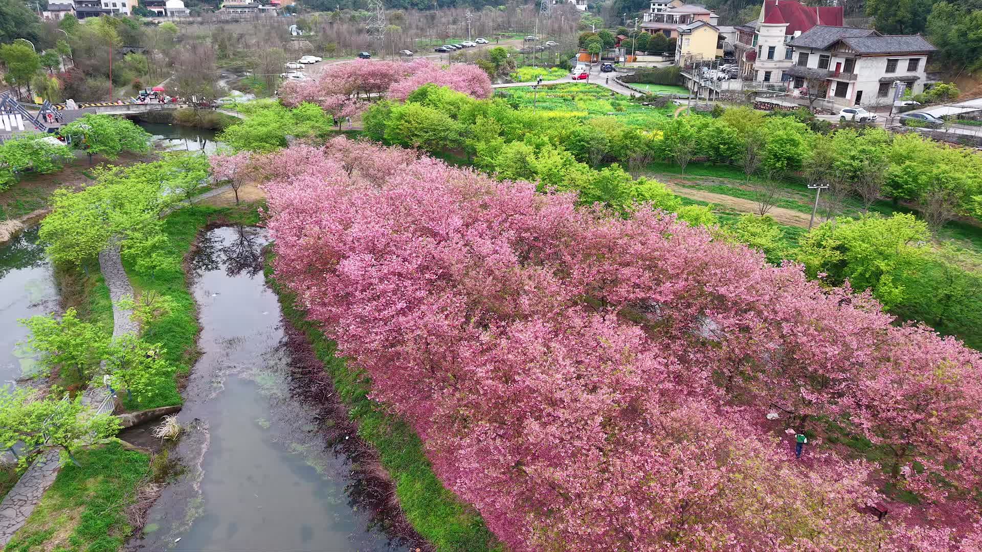 湘潭市七星村的樱花园迎来盛花期
