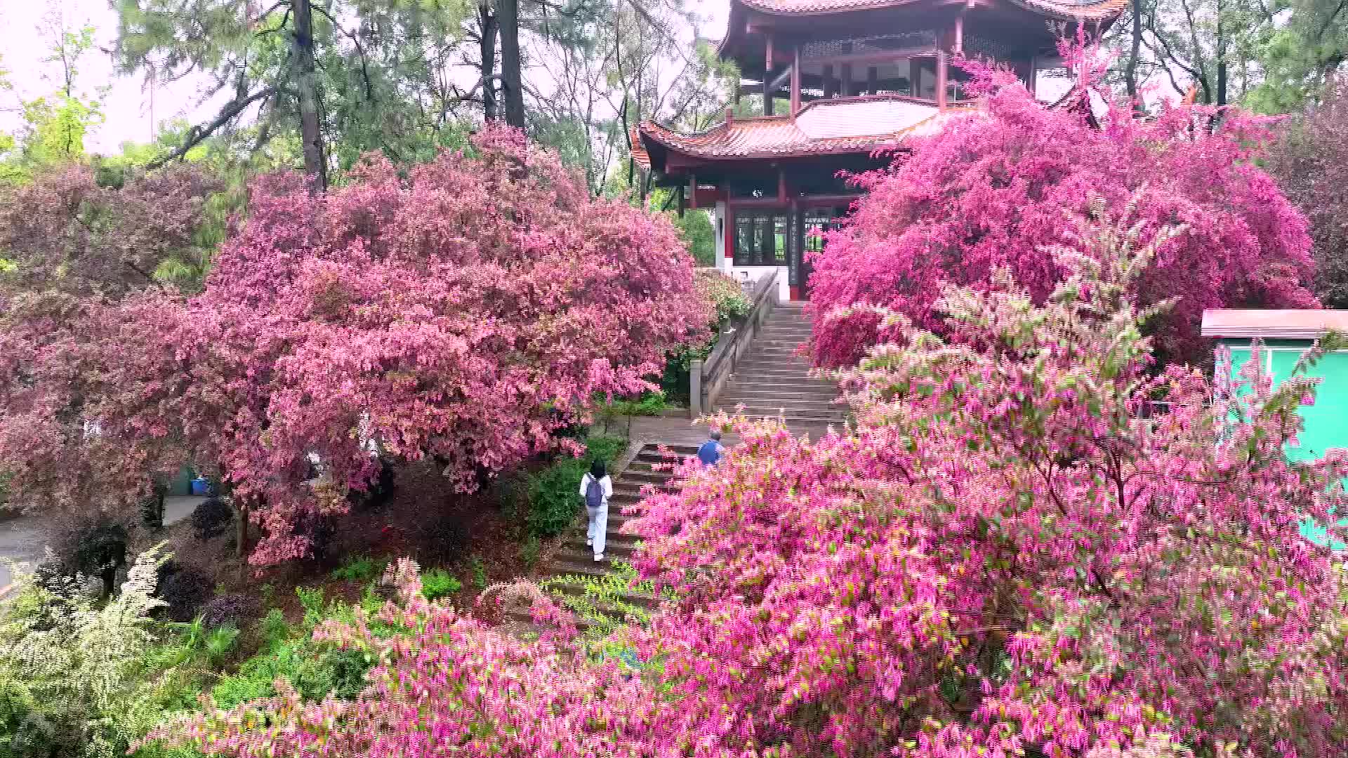 长沙市南郊公园花开似火！
